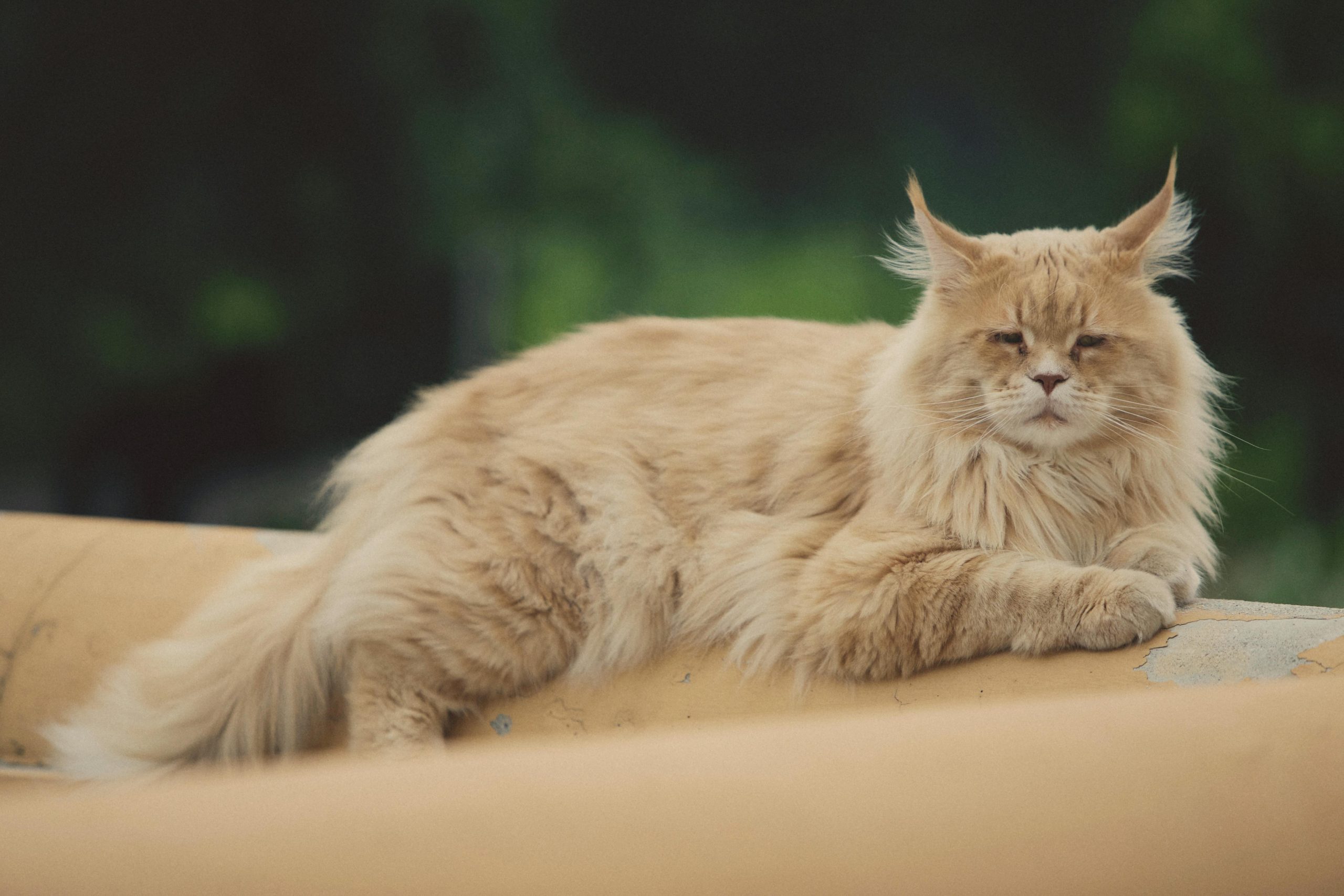 Maine Coon Kittens for Sale Bay Area | Amore Cattery California
